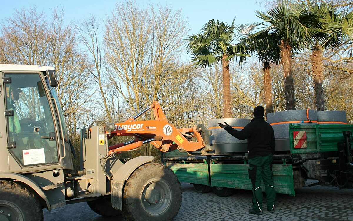 Ein Stapler lädt einen Palmenkübel vom LKW Ein Stapler lädt einen Palmenkübel vom LKW